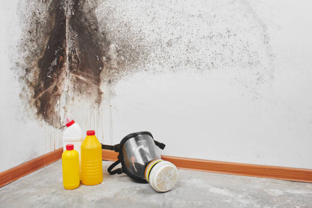 Best Insurance-Related Mold Remediation in Lely Resort, FL