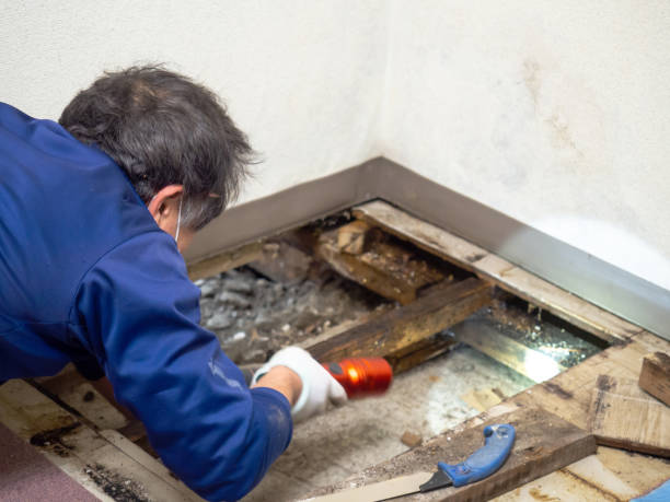 Best DIY Mold Remediation Support Services in Lely Resort, FL