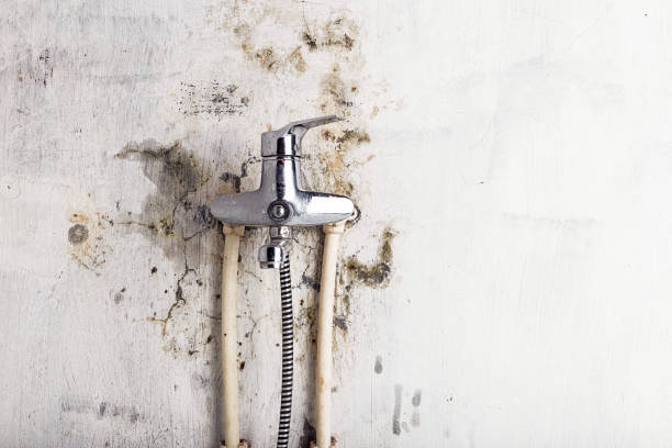 Best Mold Testing and Inspection Services in Lely Resort, FL