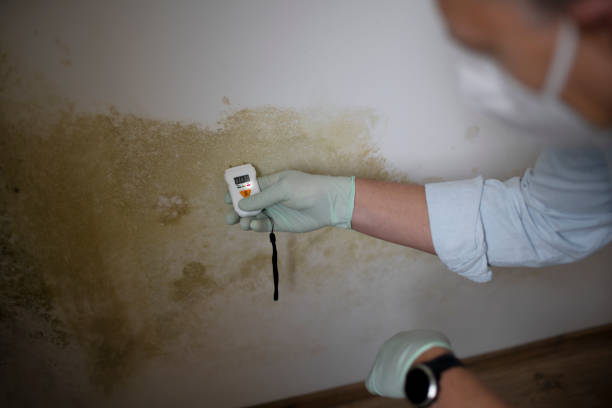 Best Crawl Space Mold Remediation in Lely Resort, FL