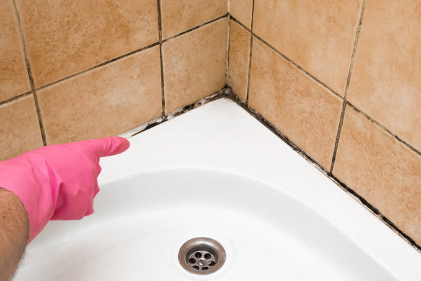 Best White Mold Remediation in Lely Resort, FL