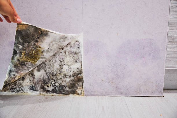 Best Emergency Mold Remediation in Lely Resort, FL